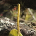 Peperomia haematolepis - Photo (c) Apipa, algunos derechos reservados (CC BY-NC), subido por Apipa