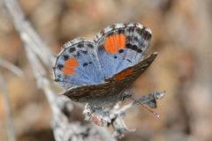 Philotes sonorensis sonorensis