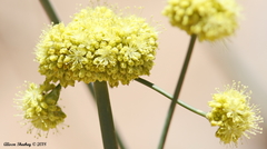 Eriogonum nudum westonii
