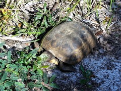 Gopherus polyphemus