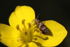 Tebenna micalis