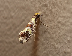 Monopis chrysogramma