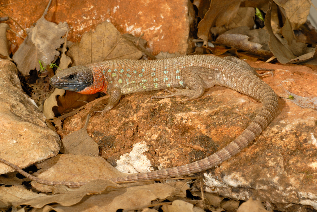 Kurdistan Lizard