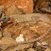 Kurdistanian Ocellated Lizard - Photo (c) Roberto Sindaco, some rights reserved (CC BY-NC-SA), uploaded by Roberto Sindaco