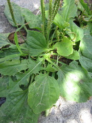 Phytomyza plantaginis