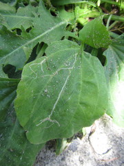 Phytomyza plantaginis