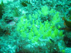 Ciocalypta polymastia