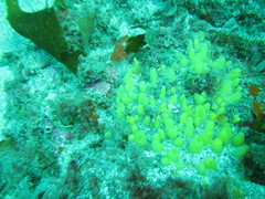 Ciocalypta polymastia