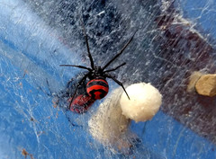 Latrodectus corallinus