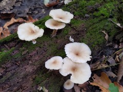 Clitocybula abundans