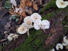 Clitocybula abundans