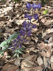 Lupinus hillii