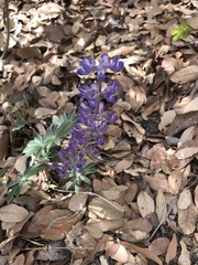 Lupinus hillii