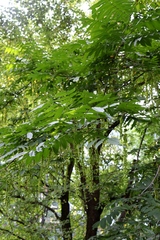 Pterocarya fraxinifolia