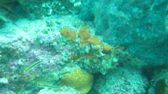 Forsterygion maryannae