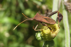 Leptoglossus concaviusculus