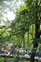 Pterocarya fraxinifolia