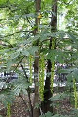 Pterocarya fraxinifolia