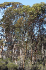 Eucalyptus tortilis