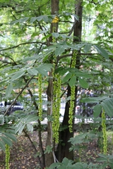 Pterocarya fraxinifolia