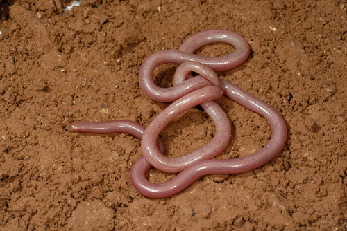 Letheobia episcopus
