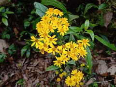 Tetrachyron manicatum