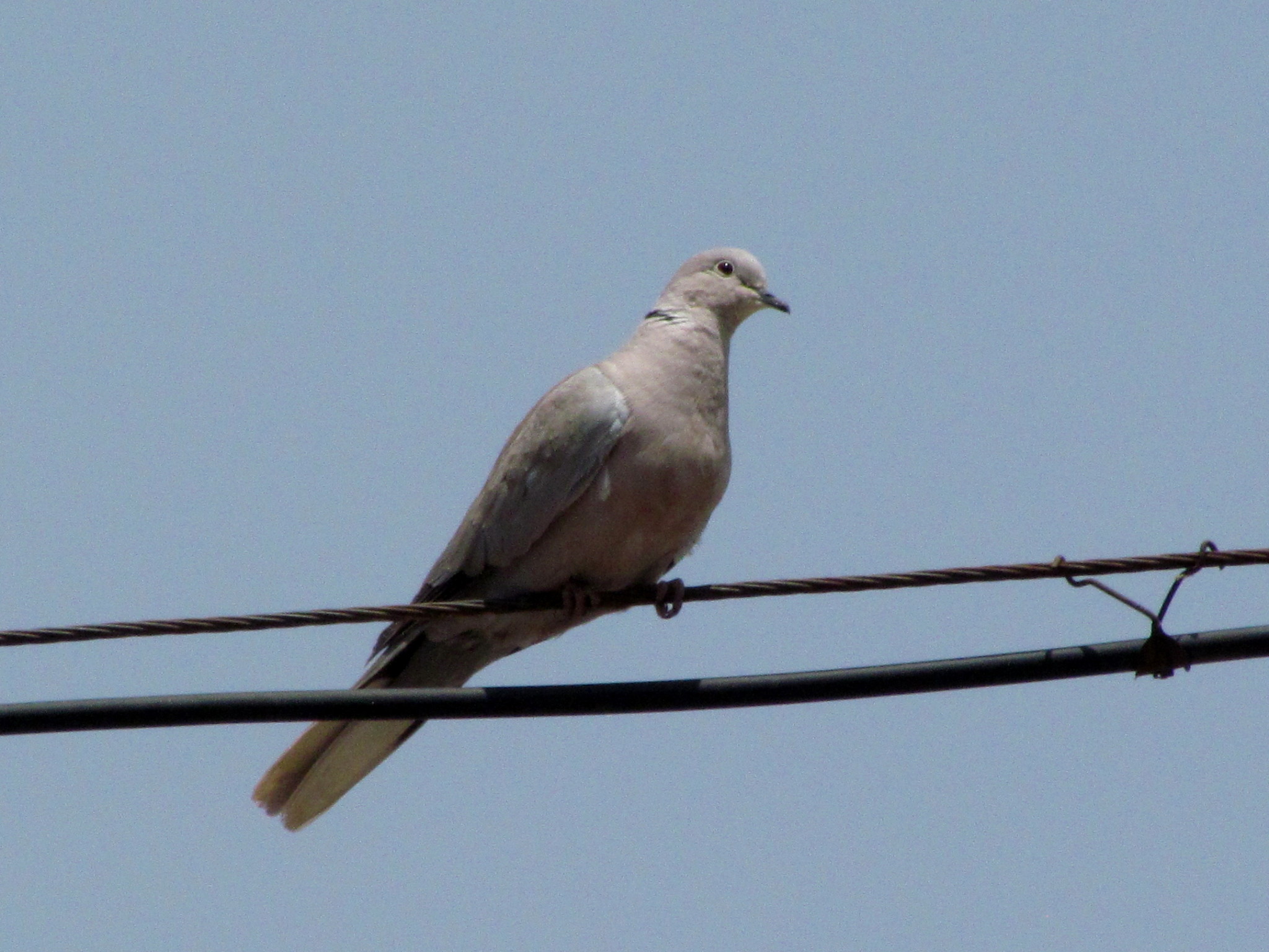 Eurasian Collared Dove