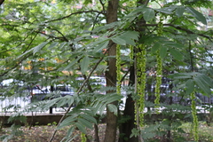 Pterocarya fraxinifolia