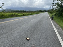 Trachemys stejnegeri