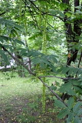 Pterocarya fraxinifolia