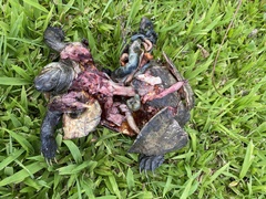 Trachemys stejnegeri