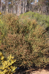 Daviesia benthamii