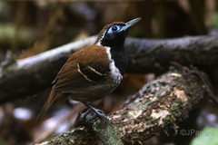 Myrmoderus ferrugineus