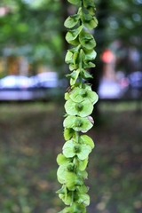 Pterocarya fraxinifolia