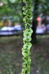 Pterocarya fraxinifolia