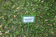 Pterocarya fraxinifolia