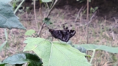 Cymaenes fraus