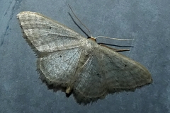 Idaea sylvestraria
