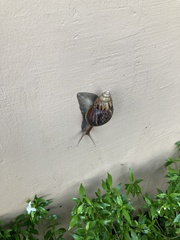Lissachatina fulica