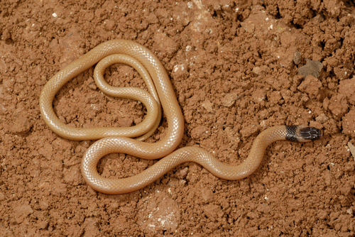 Western Dwarf Racer