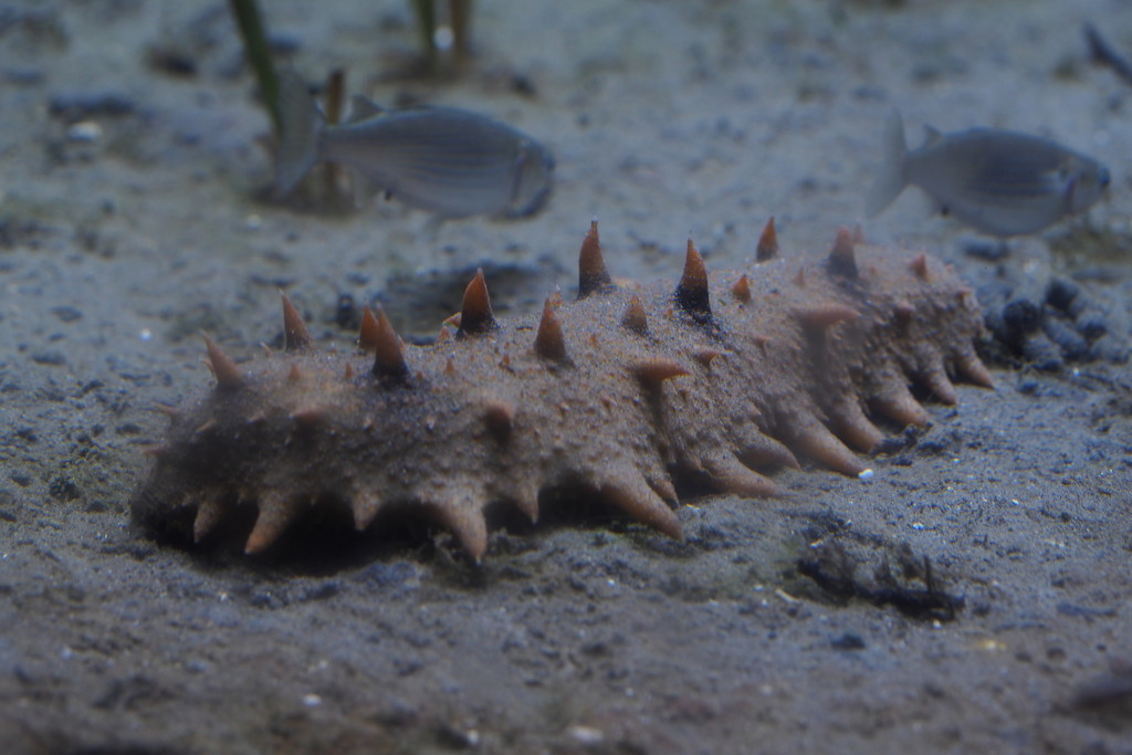 Apostichopus