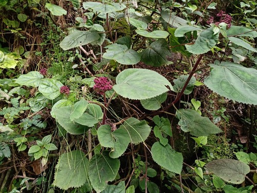 Bartlettina sordida
