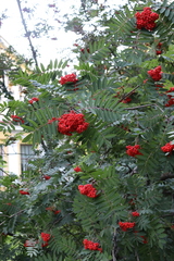 Sorbus decora