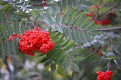 Sorbus decora