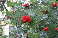 Sorbus decora