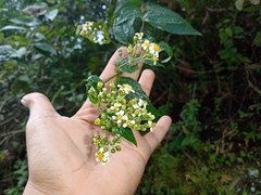 Alloispermum integrifolium