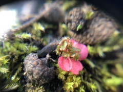 Alchemilla occidentalis