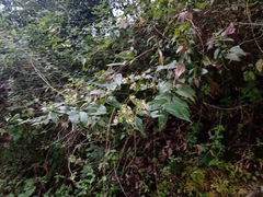 Alloispermum integrifolium
