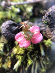 Alchemilla occidentalis