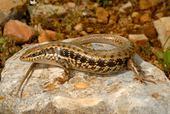 Heremites auratus
